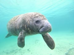 ये गाय धरती पर नहीं बल्कि समुंदर के अंदर रहती है...जानिए क्यों किया जा रहा है इनका शिकार