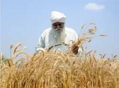 Punjab News: ਪੰਜਾਬ 'ਚ 105 ਲੱਖ ਮੀਟ੍ਰਿਕ ਟਨ ਕਣਕ ਦੀ ਹੋਈ ਖਰੀਦ, ਖੁਰਾਕ ਮੰਤਰੀ ਨੇ ਕਹੀ ਵੱਡੀ ਗੱਲ