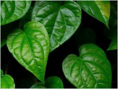 Betel Leaves: రోజుకొక తమలపాకు నమిలితే ఆ రోగాలేవీ మీ దరిచేరవు