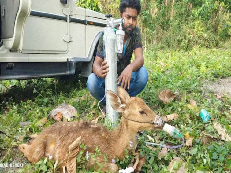 IFS Officer Shares Heartwarming Pic Of Man Helping Deer Breathe With Oxygen Cylinder Watch IFS Officer Shares Heartwarming Pic Of Man Helping Deer Breathe With Oxygen Cylinder. Watch