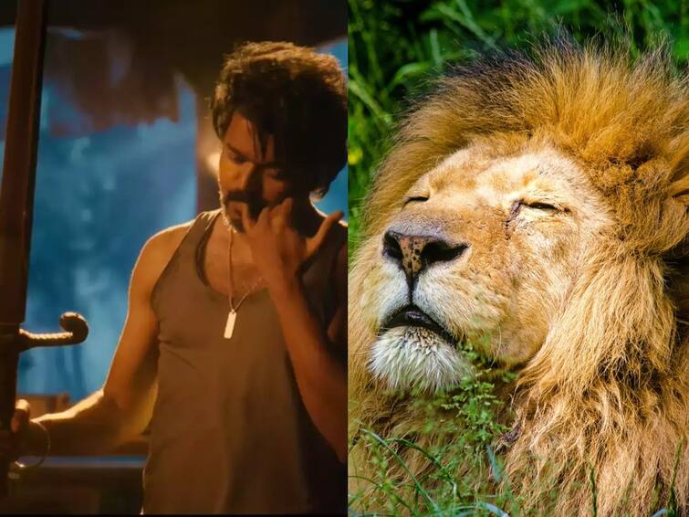 Leo starring Vijay update cg lion plays an important role in Lokesh Kanagaraj movie sources Leo Update: சிங்கத்துடன் மோதுகிறாரா விஜய் ...லியோ படம் குறித்த சுவாரஸ்ய அப்டேட்... குஷியில் ரசிகர்கள்!