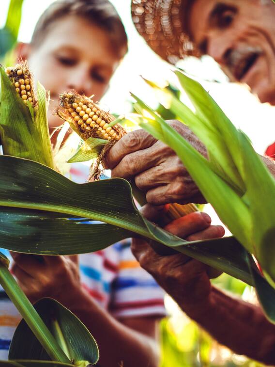 सबसे ज्यादा मक्का किस देश में होती है?