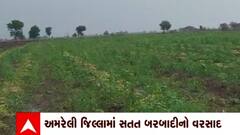 Amreli : અમરેલી જિલ્લામાં માવઠાથી ખેડૂતોના ખેતીપાકને વ્યાપક નુકસાન