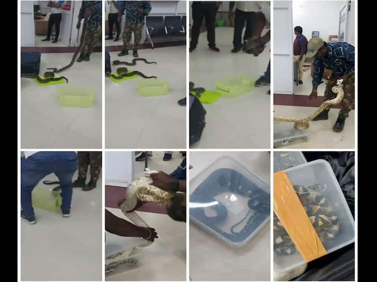 女子从马来西亚飞出，袋中装有 23 只爬行动物，在钦奈机场被抓获 观看视频