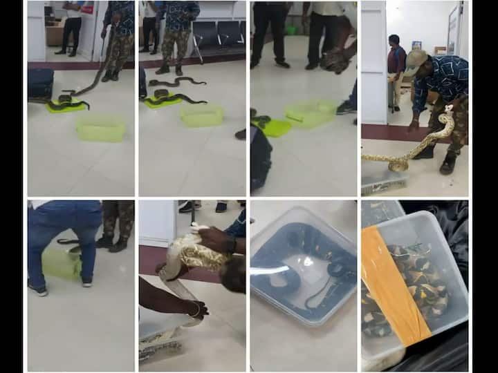 Woman Flies From Malaysia With 23 Reptiles In Bag, Gets Caught At Chennai Airport Watch Video 'Snakes On A Plane': Woman Flies From Malaysia With 23 Reptiles In Bag, Gets Caught At Chennai Airport. WATCH