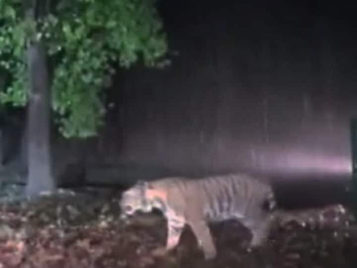 Surajpur tigress released in Achanakmar Tiger Reserve Now tigers will be brought from Maharashtra and MP Chhattisgarh ANN Chhattisgarh: अचानकमार टाइगर रिजर्व में छोड़ी गई बाघिन, अब बाघों की संख्या बढ़ाने के लिए महाराष्ट्र और एमपी से लाए जाएंगे टाइगर