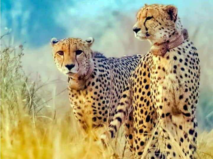 Not enough space for cheetahs in Kuno National Park, former WII official expresses concern