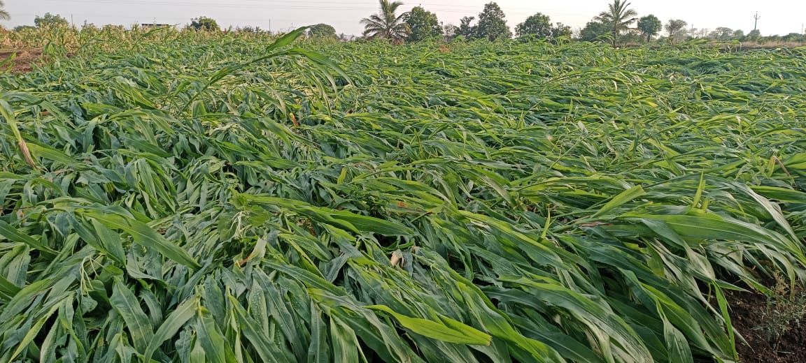 Maharashtra Rain : राज्यात वादळी वाऱ्यासह अवकाळी पाऊस, अनेकांचा संसार उघड्यावर; शेती पिकांना मोठा फटका