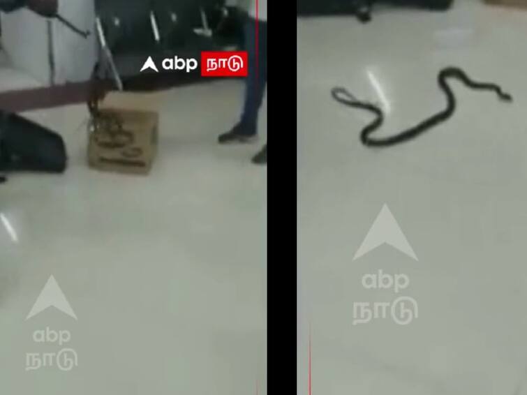 chennai video snakes slither out of womans luggage at chennai airport Watch Video: சென்னை விமான நிலையத்தில் வெளிநாட்டிலிருந்து 22 பாம்புகளை கடத்தி வந்த பெண் கைது!