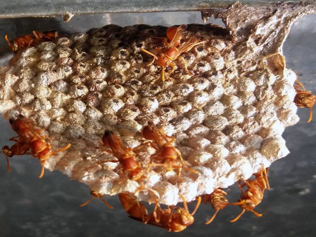 குளவி கூட்டை அழிக்க பெட்ரோல் ஊற்றியபோது விபரீதம்.. பள்ளி மாணவன் மீது தீப்பற்றி எரிந்து படுகாயம் A school student was seriously injured when petrol was poured to destroy a wasp nest TNN குளவி கூட்டை அழிக்க பெட்ரோல் ஊற்றியபோது விபரீதம்.. பள்ளி மாணவன் மீது தீப்பற்றி எரிந்து படுகாயம்