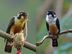 अपने साइज के जीवों का काल है ये छोटी-सी चिड़िया, चमगादड़ तक का करती है शिकार