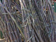 46 लाख गन्ना किसानों का भला करेगी ये राज्य सरकार, चल रही है ऐसी तैयारी