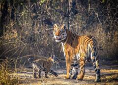 बाघों के पैरों के नीचे हीरा? शिवराज सरकार ने पन्ना टाइगर रिजर्व में डायमंड की खोज की दी इजाजत