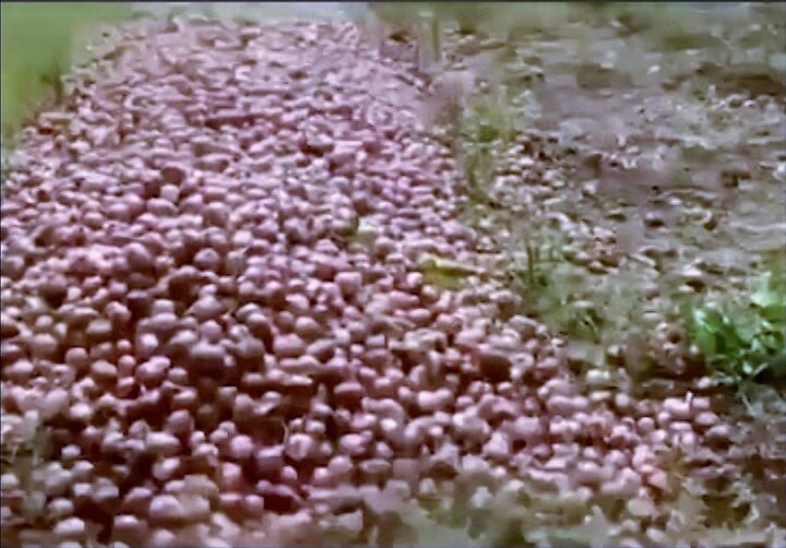 अवकाळी पाऊस आणि गारपिटीने शेतात काढून ठेवलेला कांदा पूर्णपणे भिजून सडू लागला.