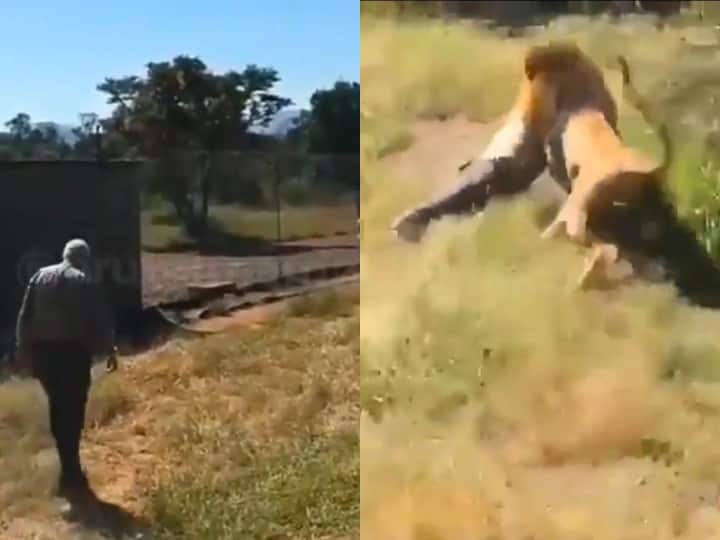 Lion attacks British park owner keeper shocking viral video शेर ने बुजुर्ग शख्स पर हमला कर झाड़ियों में घसीटा... हल्के दिल वाले Video से दूर रहें