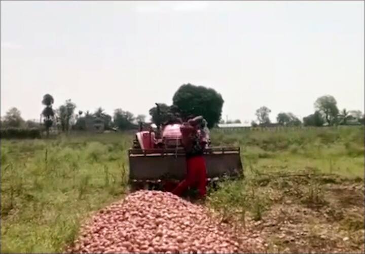 परिणामी शेतकऱ्यांचा बाजारात नेण्याचा वाहतूक खर्चही निघत नाही.