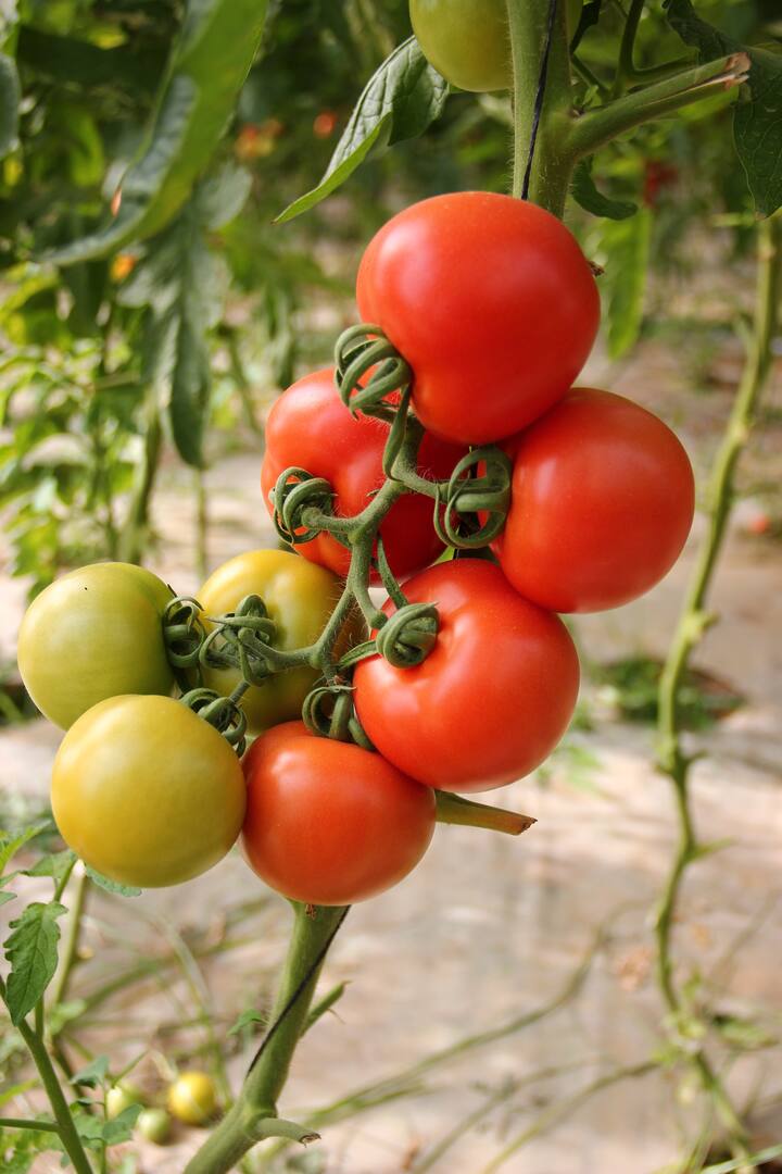 सध्या देशातील टोमॅटो (Tomato) उत्पादक शेतकरी अडचणीत सापडला आहे.  कारण सध्या टोमॅटोच्या दरात (Tomato Price) मोठी घसरण झाली आहे.