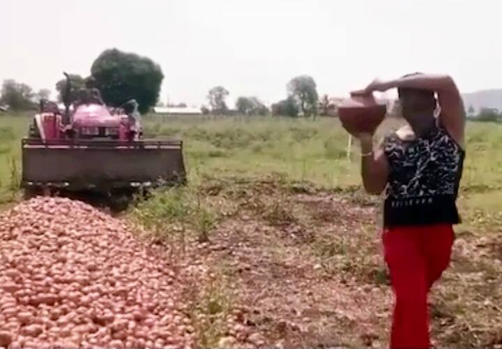 शेतात साठवून ठेवलेल्या कांद्यावर अंत्यसंस्कार करत कांदा ट्रॅक्टरने पसरवून नष्ट करत विधीवत अंत्यविधी करुन भावानांना मोकळी वाट करुन दिली.