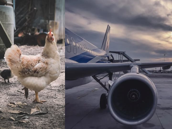 Uses And Importance Of Chicken Gun For Plane Interesting Facts About