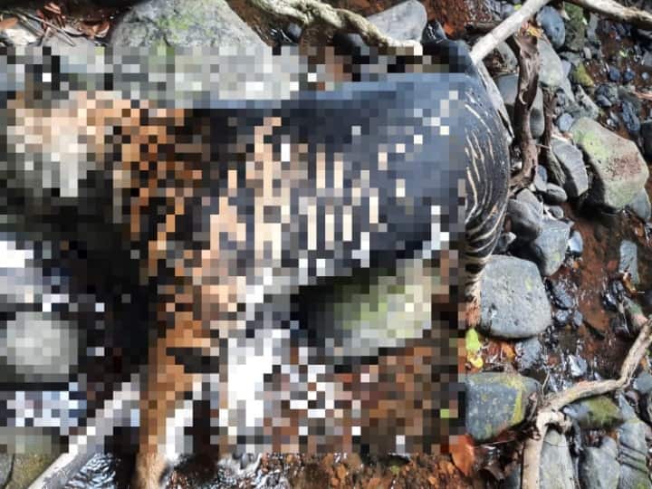 Odisha Rare melanistic tiger was found dead in Similipal Tiger Reserve know details Similipal Tiger Reserve: ओडिशा के सिमिलिपाल टाइगर रिजर्व में दुर्लभ मेलानिस्टिक बाघ की मौत, शरीर पर मिले चोट के निशान