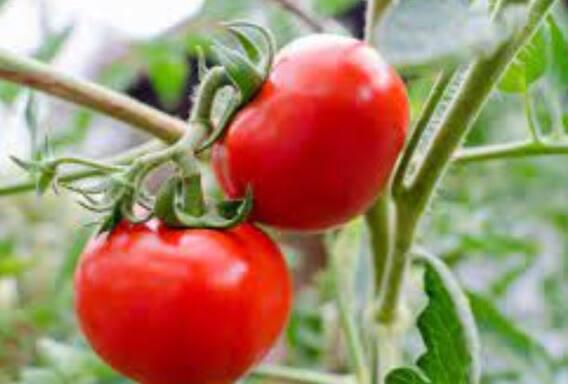 Tomato : टोमॅटो उत्पादक शेतकरी चिंतेत, दरात मोठी घसरण