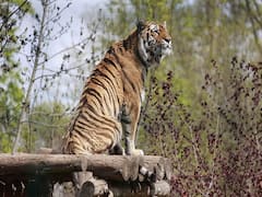 Odisha: Rare Melanistic Tiger Found Dead In Similipal Tiger Reserve, Infighting Suspected