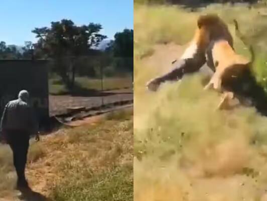 lion-attacks-british-park-owner-keeper-shocking-viral-video ਸ਼ੇਰ ਨੇ ਬਜ਼ੁਰਗ ਵਿਅਕਤੀ ‘ਤੇ ਹਮਲਾ ਕਰਕੇ ਝਾੜੀਆਂ ‘ਚ ਘਸੀਟਿਆ, ਹਲਕੇ ਦਿਲ ਵਾਲੇ ਵੀਡੀਓ ਤੋਂ ਰਹਿਣ ਦੂਰ