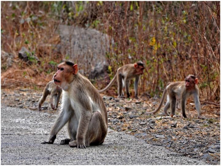 Maharashtra News Chhatrapati Sambhaji Nagar Effects of lifestyle change on monkeys too Many monkeys have cancer  A doctor from Sambhaji Nagar made a shocking claim जीवनशैली बदलाचे परिणाम वानरांवरही, अनेक वानरांना कर्करोग; संभाजीनगरच्या डॉक्टरचा धक्कादायक दावा