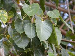 Peepal tree: ఇంట్లో రావి చెట్టు ఉండ‌కూడ‌దా - రావి చెట్టు నీడ ఇంటిపై పడితే ఏమవుతుంది!