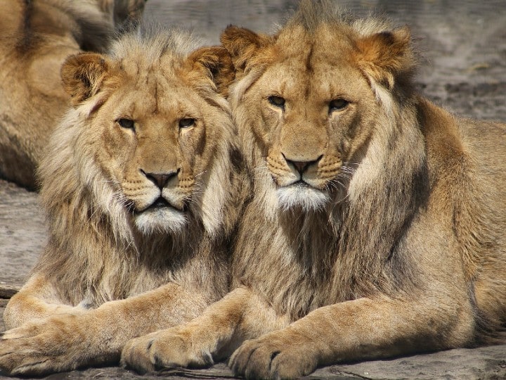 10, 20 या 50... एक दिन में कितना किलो मीट खा सकता है शेर? जवाब चौंकाने वाला है Lion Unknown Facts Do you Know how much meat a lion can eat per day check here all details 10, 20 या 50... एक दिन में कितना किलो मीट खा सकता है शेर? जवाब चौंकाने वाला है