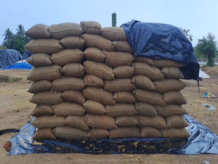 Due to summer rains in Chengalpattu district, bags of paddy procured on behalf of the government got wet and wasted TNN வேர்வை சிந்தி பாடுபட்ட விவசாயிகளின் நெல் மூட்டைகள்; கோடை மழையில் வீணாய் போன கொடூரம்