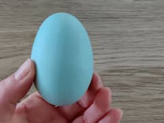 తెలుపు, నలుపే కాదండోయ్ - నీలిరంగు కోడిగుడ్లూ ఉన్నాయని మీకు తెలుసా?