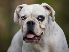 दिल्ली में पड़ोसी ने पिटबुल कुत्ते से युवक को जबरदस्ती कटवाया, शिकायत करने पहुंचे परिवार को भी पीटा