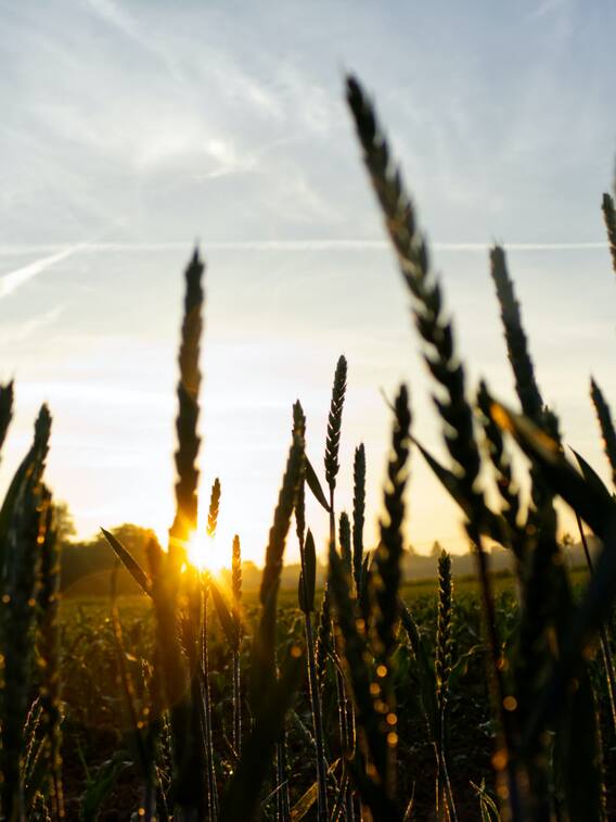 भारत में धान-तिलहन का रकबा घटा, दलहन व मोटा अनाज बढ़ा