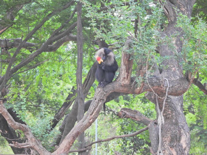 Vandalur Zoo : டபுள் மடங்கு எகிறும் வண்டலூர் உயிரியல் பூங்கா  நுழைவு கட்டணம்..