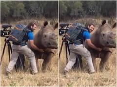 गुस्सैल गैंडे को मसाज देकर शांत करते दिखा फोटोग्राफर, वायरल हो रहा है इस वक्त का वीडियो