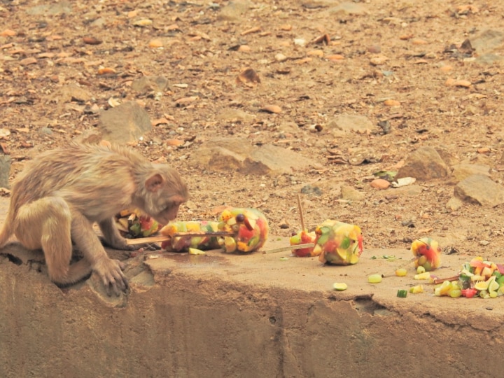 வண்டலூர் ZOO வெளியிட்ட சூப்பர் தகவல்..! மே மாச லீவுக்கு ஒரு நாள் இங்க போயிட்டு வர வேண்டியது தான்..!