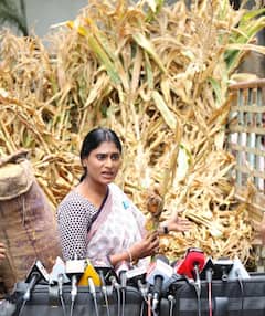 YS Sharmila Gift to KCR | రైతుల్ని ఆదుకోవాలంటూ కేసీఆర్ కు గిఫ్ట్ పంపిస్తున్న షర్మిళ | ABP Desam