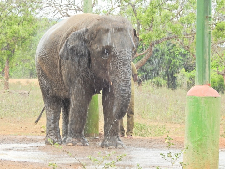 Vandalur Zoo : டபுள் மடங்கு எகிறும் வண்டலூர் உயிரியல் பூங்கா  நுழைவு கட்டணம்..