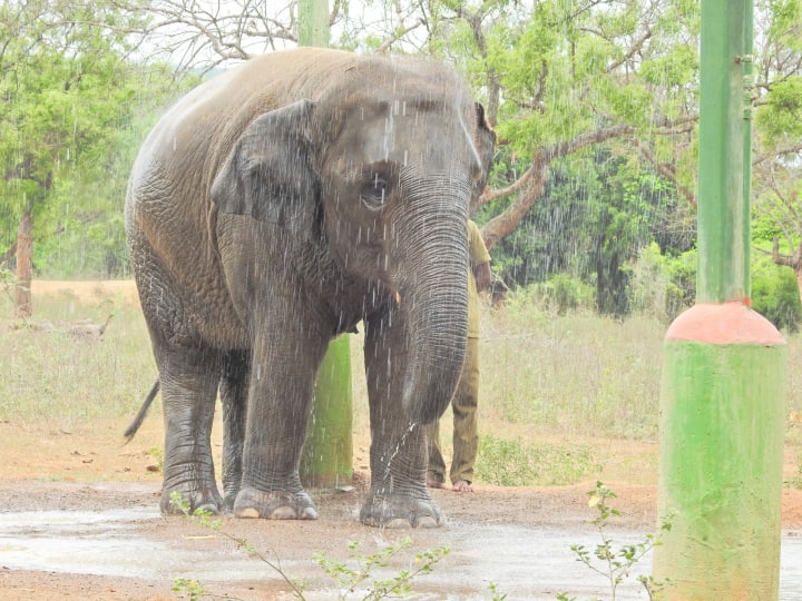 Summer holidays and Continue holidays Vandalur zoo to remain open for today Vandalur Zoo : வண்டலூர் உயிரியல் பூங்கா இன்று முதல் செயல்படும்.. சிறப்பு ஏற்பாடுகள் என்னென்ன தெரியுமா ?