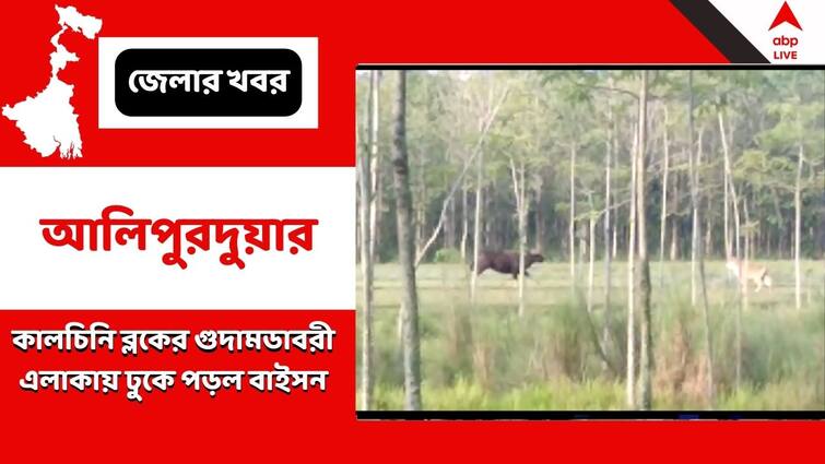 Bison Creates Havoc In Kalchini Block Of Alipurduar Alipurduar News: সাত সকালে আলিপুরদুয়ারের গ্রামে দাপাদাপি বাইসনের, আতঙ্কে বাসিন্দারা