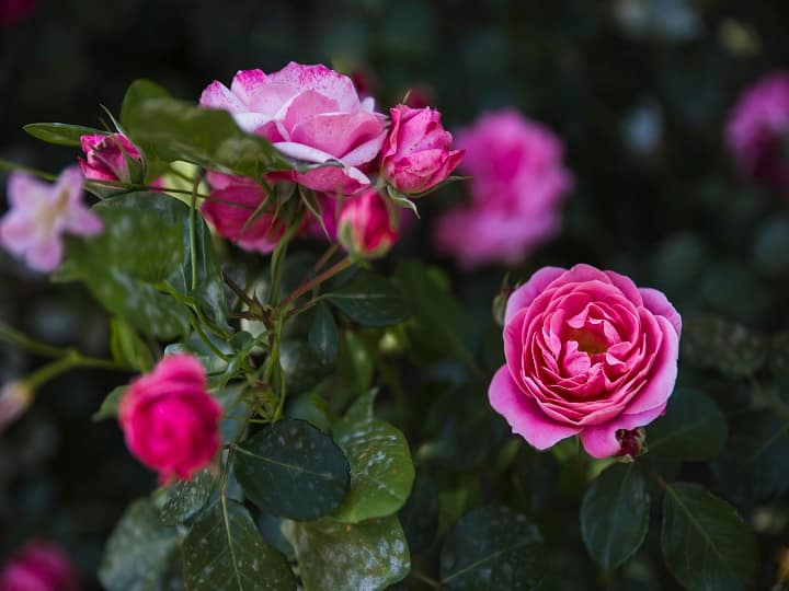 rose farming Rajasthan government is giving subsidy on marigold and rose cultivation Rose Farming: इस राज्य में गुलाब, गेंदा की खेती पर मिल रही 40% सब्सिडी, किसान भाई फटाफट कर लें आवेदन