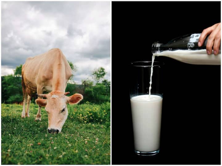 If a cow eats green grass, why is the milk white? Cows Milk: ఆవు ఆకుపచ్చని గడ్డి తింటే పాలు మాత్రం తెల్లగా ఉంటాయి ఎందుకు?