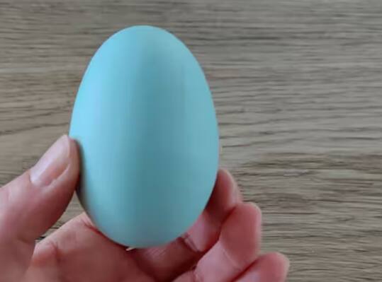 a-hen-named-araucana-lays-blue-eggs-in-chile-know-the-reason-behind-this ਵਾਇਰਸ ਕਾਰਨ ਇੱਥੇ ਮੁਰਗੀ ਦਿੰਦੀ ਨੀਲੇ ਅੰਡੇ, ਫਿਰ ਵੀ ਚਾਅ ਨਾਲ ਖਾਂਦੇ ਲੋਕ!
