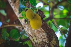 Raw Jackfruit : பலாப்பழம் தெரியும்.. அது என்ன பலாக்காய்? இதில் இருக்கும் சத்துக்கள் என்ன?