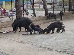 जिल्हा सामान्य रुग्णालयात रुग्णांसह नातेवाईकांना रहावे लागते डुकरांसोबत, सामान्य रुग्णालयातील अस्वच्छतेकडे प्रशासनाचं दुर्लक्ष