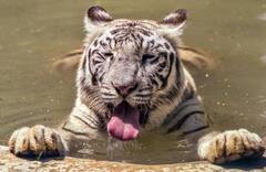 coolers in zoo : रणरणत्या उन्हाळ्यात प्राणीसंग्रहालयातील प्राण्यांना थंडावा!