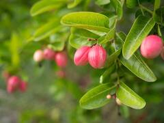 Karonda : தவிர்க்கக்கூடாத காய் கலாக்காய்.. அற்புதமான பயன்கள் என்னென்ன?