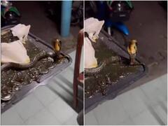 माउस ट्रैप में फंसने के बाद भी फन फैलाकर डरा रहा कोबरा, वीडियो वाकई डरा देने वाला है