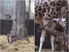 लंबी टांगों की वजह से कुछ यूं खड़े होते हैं जिराफ के बच्चे... आप भी देखिए ये वीडियो